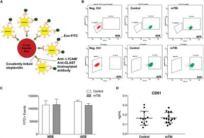 Assessing Neuronal and Astrocyte Derived Exosomes From Individuals With Mild Traumatic Brain Injury for Markers of Neurodegeneration and Cytotoxic Activity